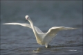 Reddish-Egret;White-Morph;Foraging;Egretta-rufescens;feeding-behavior;one-animal